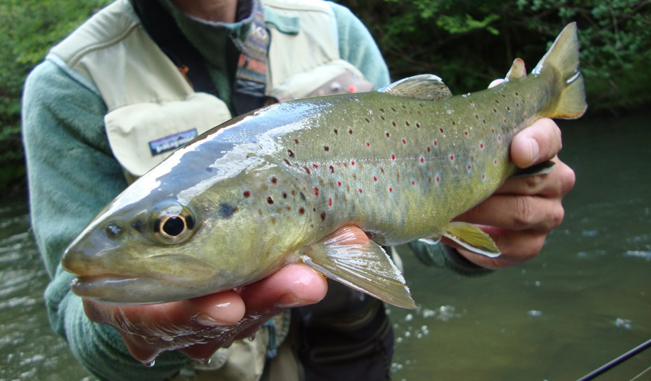 Eine Fario-Forelle in den Händen des Fischers