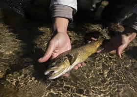 Poisson attrapé pendant un séjour de pêche