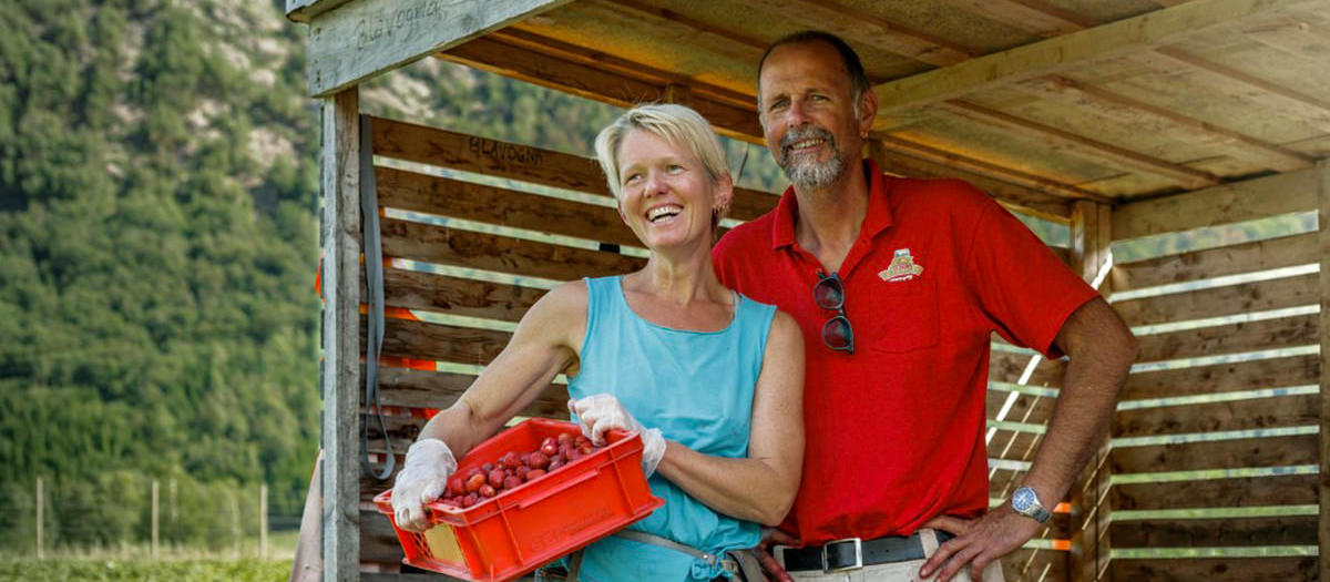 Die Erdbeeren von Valldal