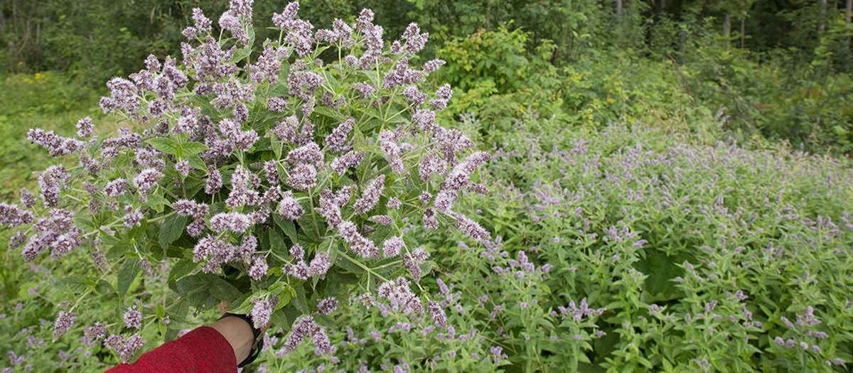 Tisane de menthe poivrée des champs