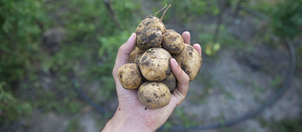 Bons baisers (fermiers) de Banpotoc