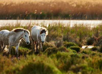 Location minibus Montpellier : la camargue entre amis !