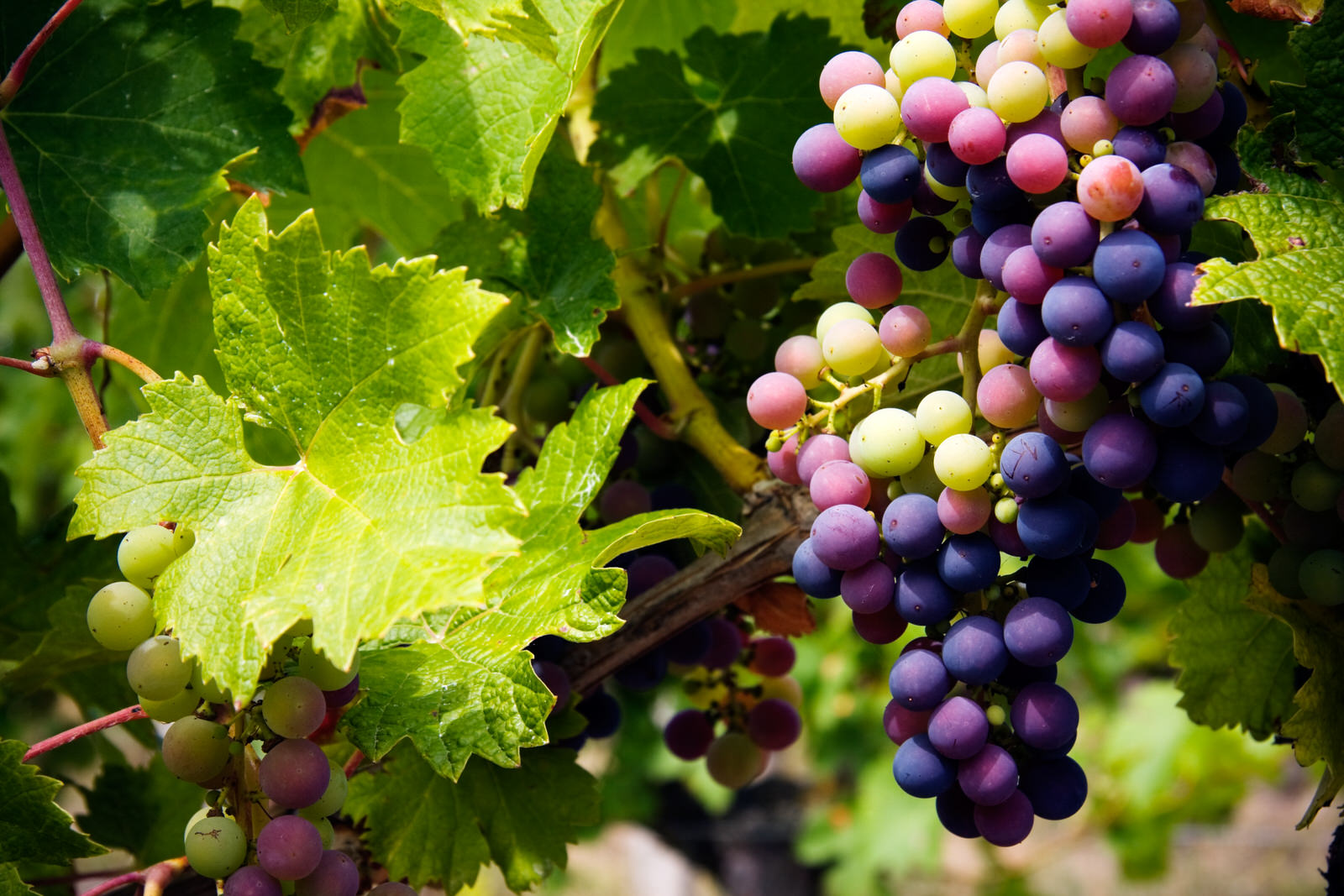 Entdeckung von Weinbergen an Bord des Mietens eines ausgestatteten Vans