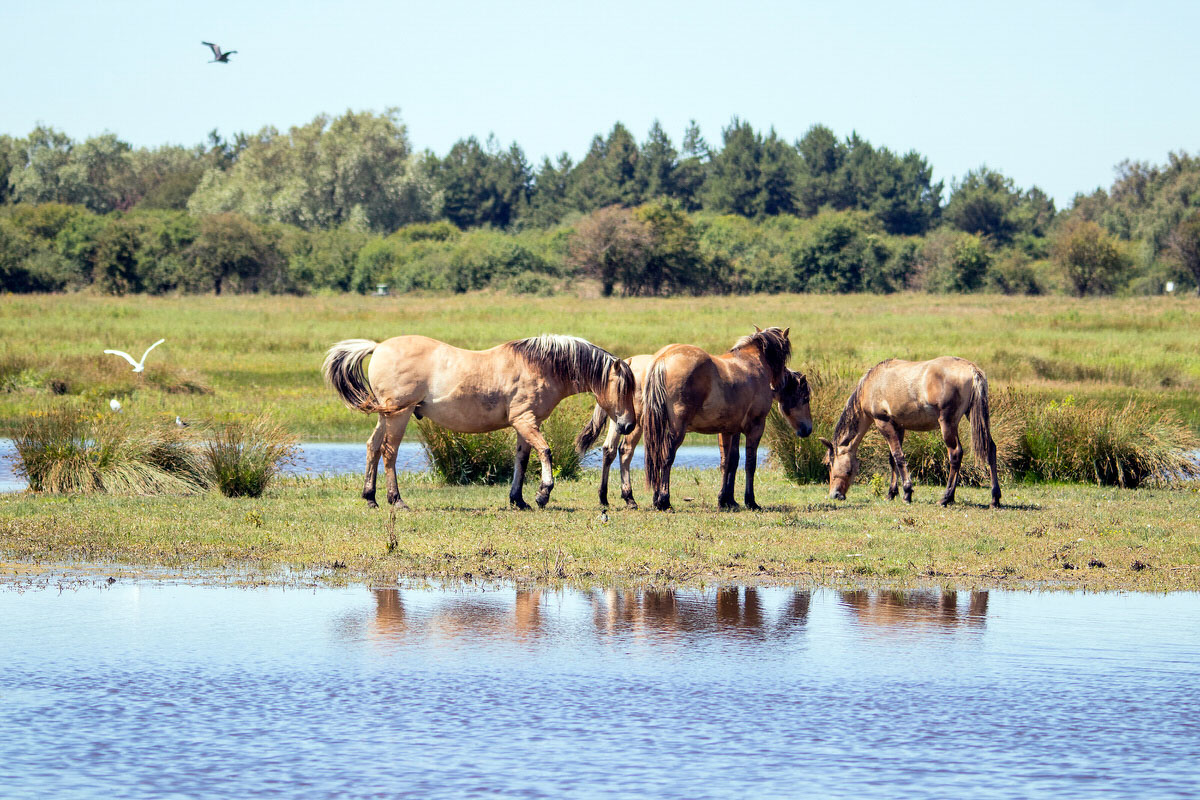 campervan hire: short break in the Bay of the Somme