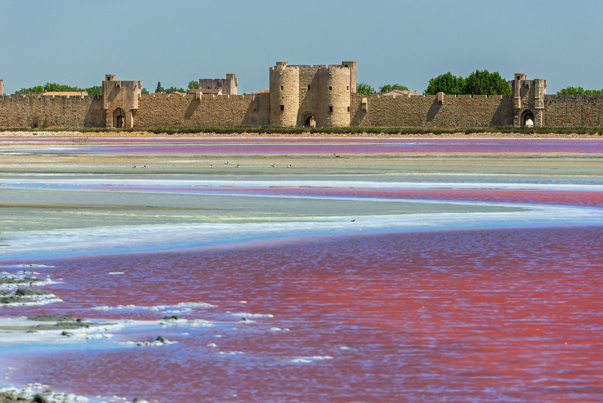 Campervan hire: Exploration of the Camargue marshes