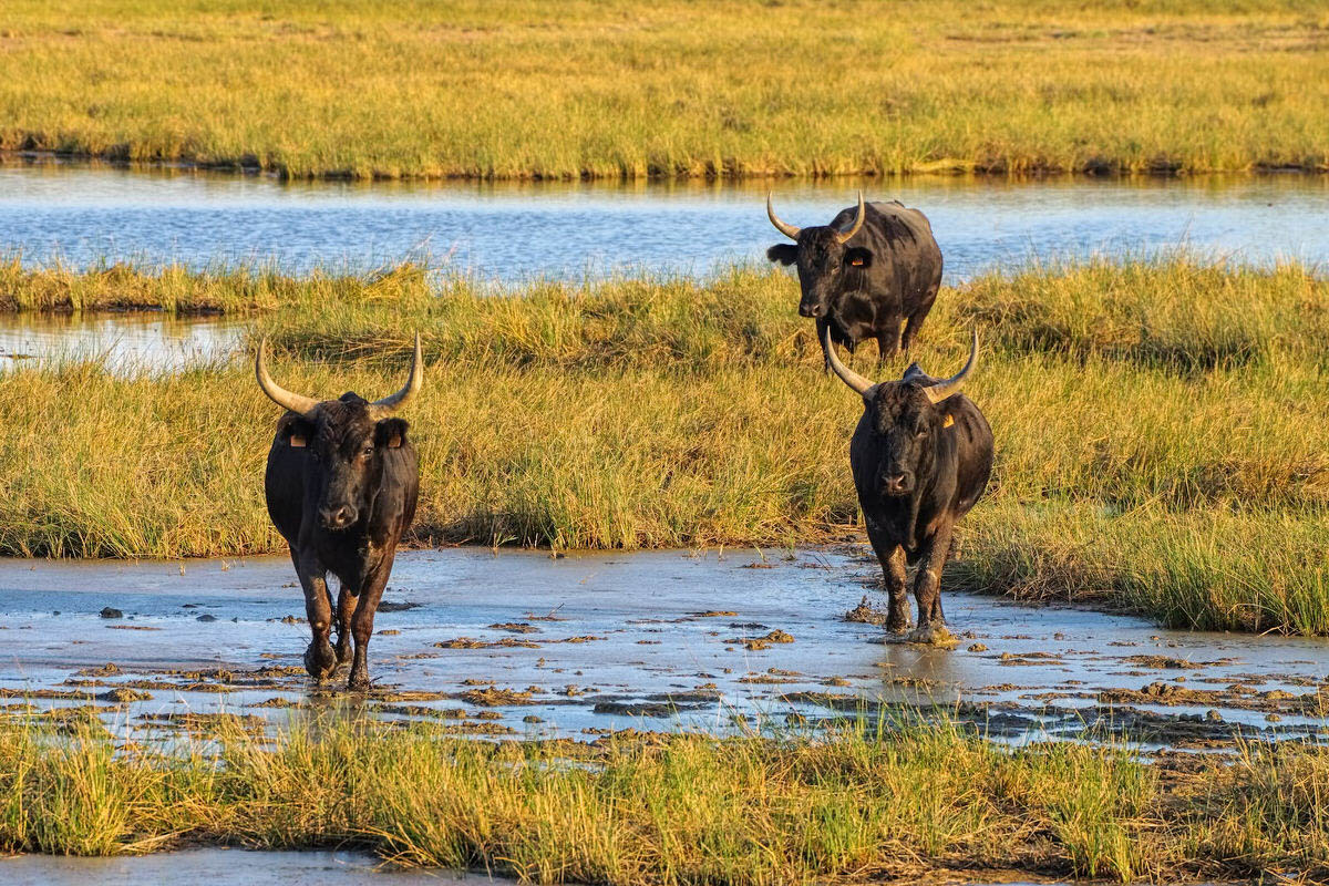 Naturreise nach Camargue: Campervan Miete