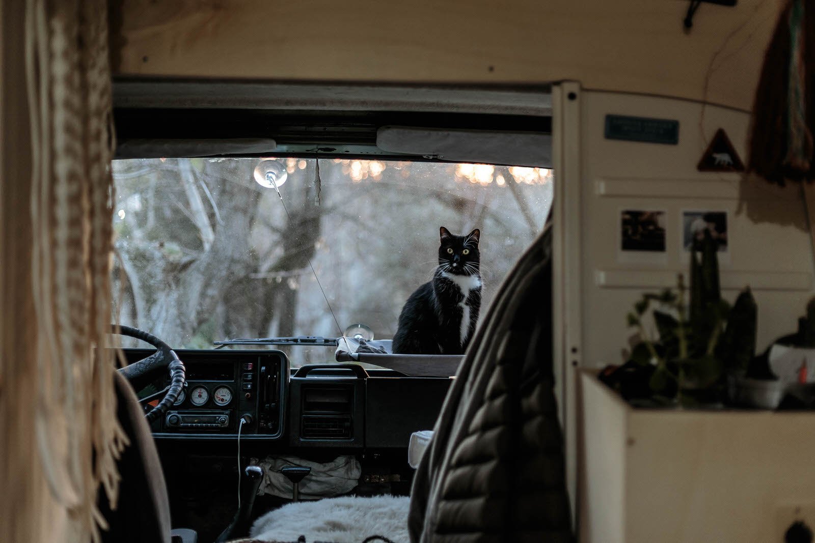 Chat dans un camion aménagé