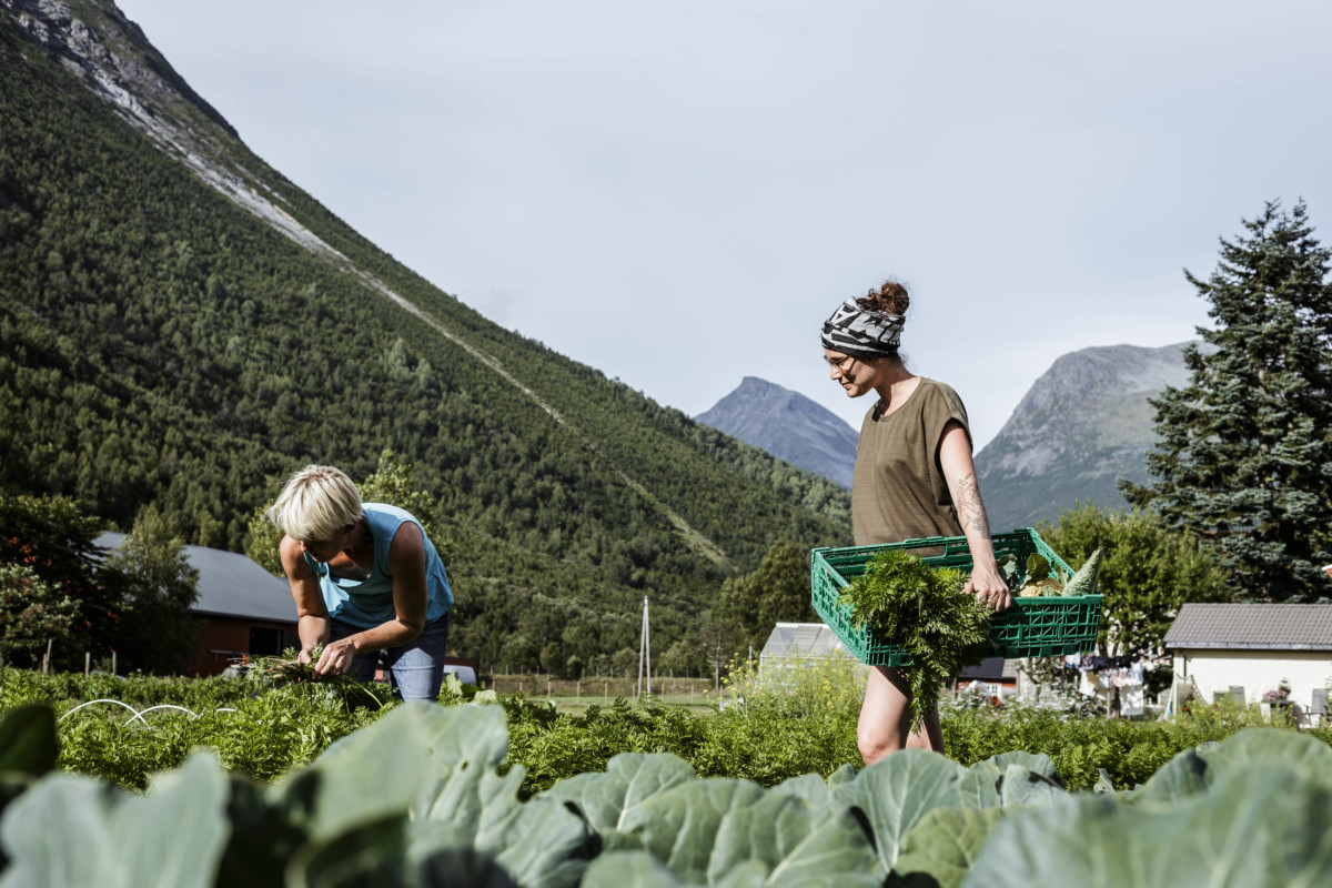 Entdeckung der Erdbeeren von Valldal : Mieten Sie einen ausgestatteten Van