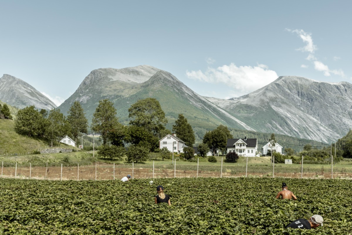 En chemin pour la ferme de fraises : location campervan