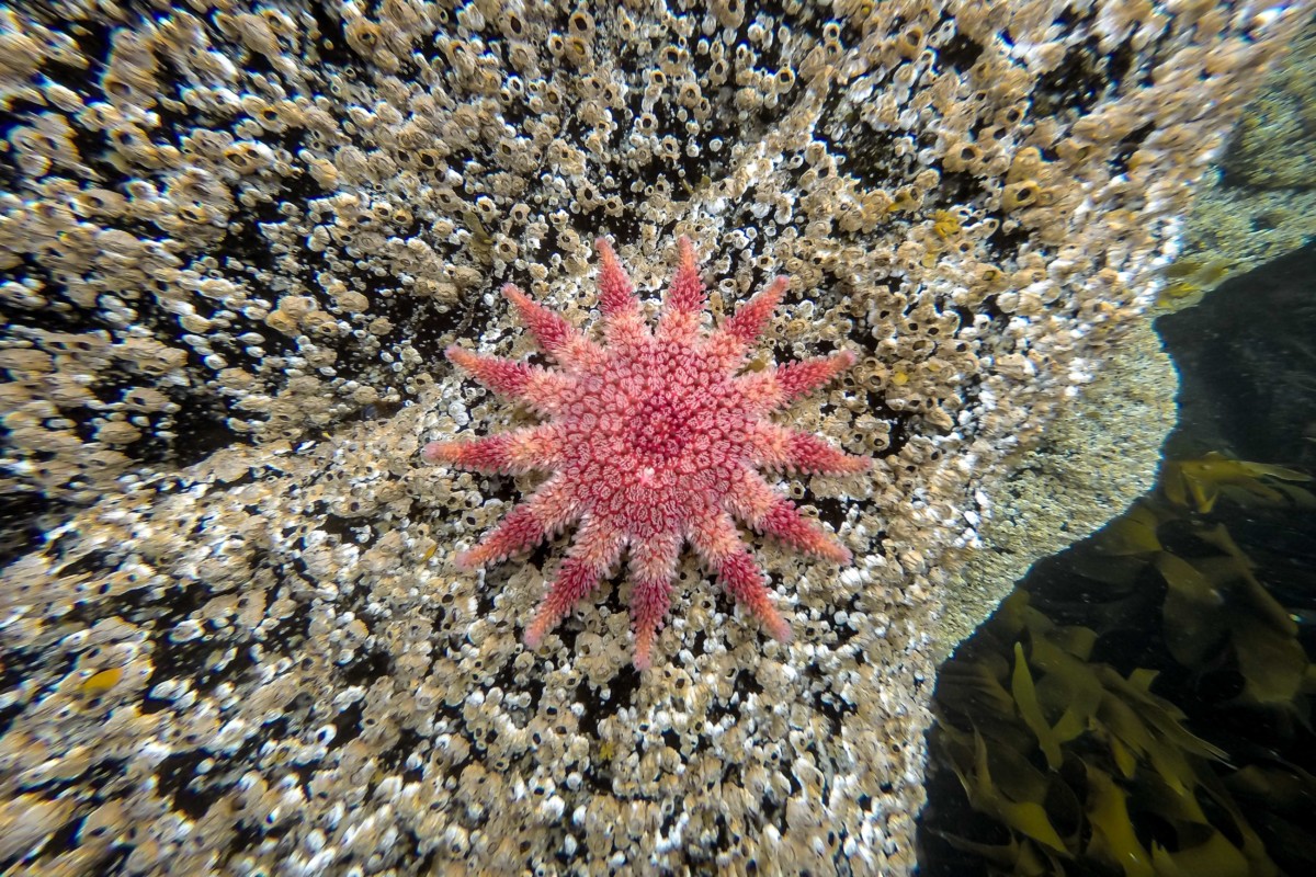 Location van aménagé : exploration sous-marine