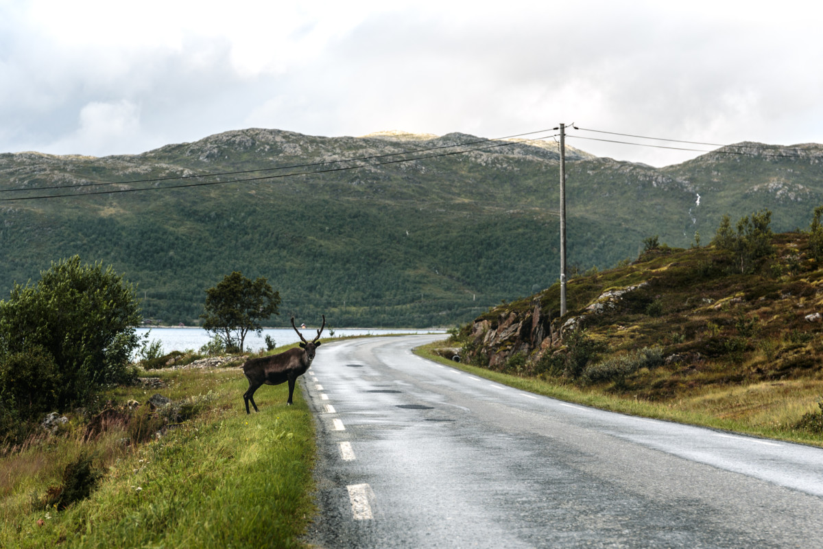 Verriegelte Van Miete: Wale in den Fjords der Insel