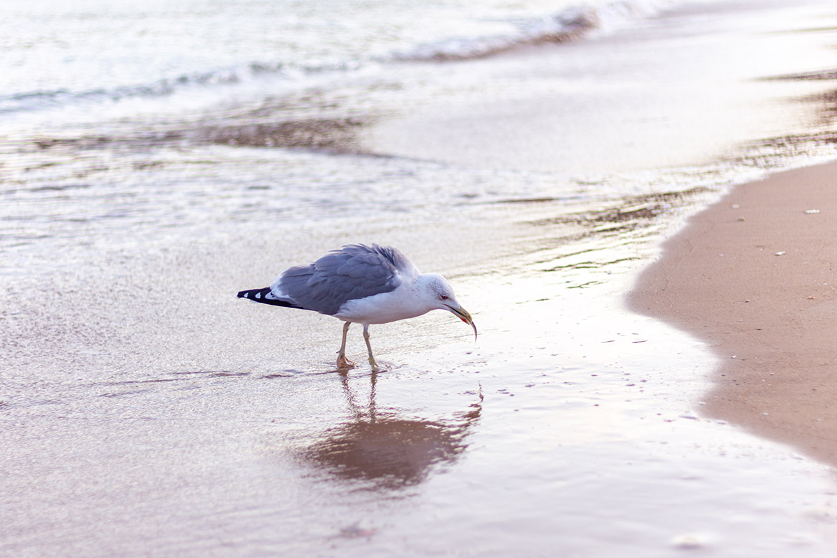 Explore the beaches of the Algarve: campervan hire in Portugal